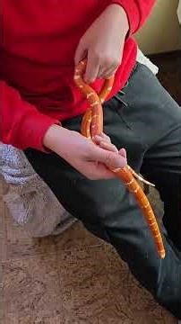 comment débuter avec un lampropeltis triangulum hondurensis tangerine albinos.le prendre bébé.cool