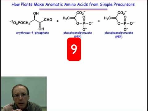 Introduction to the Shikimate Pathway
