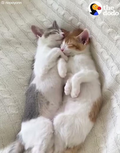 Kittens Sleep Together In Their Own Bed | The Dodo