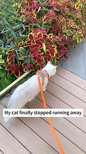This Cat Leash Changed Our Outdoor Walks 😺 #catcarrier #catbackpack #cattravel #travelwithcats #adventurecat #catadventures #catontheroad #petcarrier #catbag #cats #catlovers #kitty #kittycat | Glampawstorecats