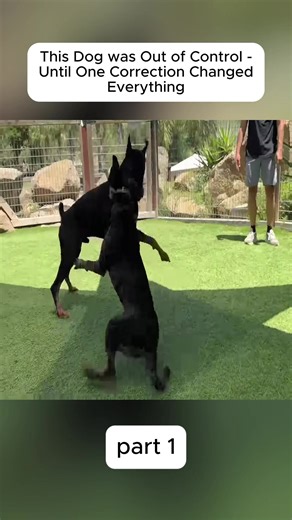 Effective Dog Training Techniques for Big Dogs