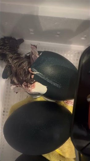 #baby #emu #egg #hatching #new #florida #emuladorfreefire