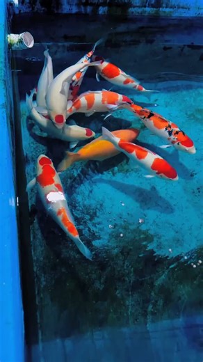 hendrix backyard on Instagram: "what is your favorite koi fish color pattern? 😁 #koifish #aquariumhobby #fishpond"