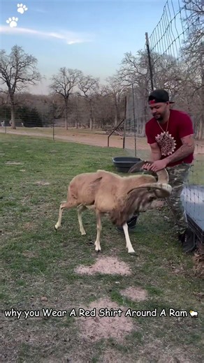 Which animal is the most chaotic #fvp #funny #farmlife #animals al
