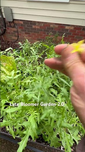 Arugula harvest time! #garden #containergardening