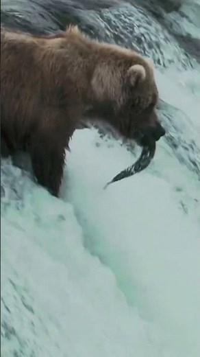 Grizzly Bear Catching Salmon #shorts #bear #hunting #fishing #wildlife #wild #wildanimal #viral