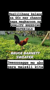 EARLY MATURING STAG BRUCE BARNETT SWEATER🐓 #gamefarm #gamefowlbreeder #gamefowl #sabongnation #wpc | Jot Jot Ace