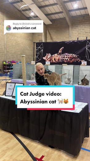 Abyssinian Cat Showcase at Ware Cat Extravaganza