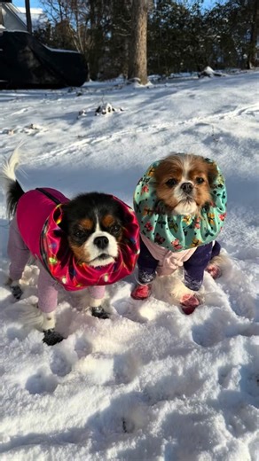 Ruby Rose❤️🌹& Emerald “Emma Grace”💚 on Instagram: "Well… here are the dramatic results of the “bomb cyclone” that was allegedly bringing us 12 inches of snow. 🤦🏼‍♀️ We’d like to report that we survived the Great North Carolina Snowpocalypse of… approximately one inch. (Yeah, we measured📏🙄.) Apparently we live in the one “dry zone” inside a bomb cyclone. Science is amazing. 🙄 Ruby & Emma geared up, went outside, blinked twice, and were like… this is it? ❄️🐶 Snow snacks: eaten. Snow day: d
