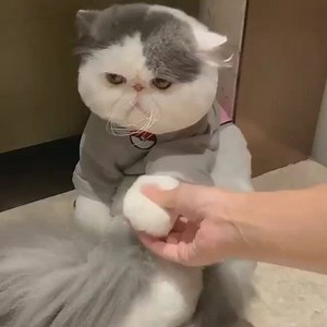 100K views · 1.7K reactions | kucing comel lucu funny kitties video...