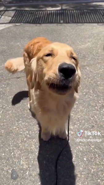 We only rate dogs. This is a Golden-Toed Tiny Cow. Please just send dogs so we can all moo-ve on. Thank you… 13/10 @Canine Companions®