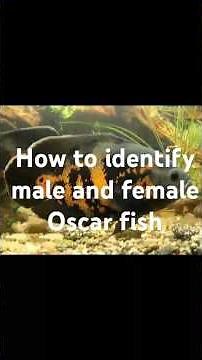 how to identify male and female Oscar fish #fishtank #aquariumfish