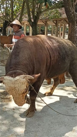 The cassava-eating monster simmental cow!!