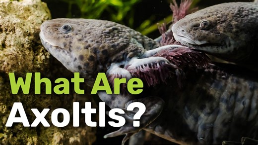 What Are Axolotls?