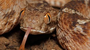 Das sind die neun gefährlichsten Schlangen der Welt