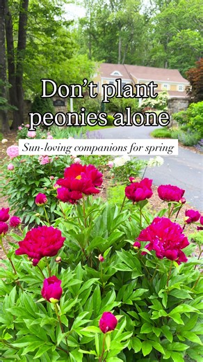 Don’t plant peonies alone. 🌸 Peonies are breathtaking — but their bloom window is short. The key to a garden that feels full (not empty after they fade)? Layer them with plants that bloom alongside them and carry the garden into early summer. Here are some of my favorite companions: 💜 Nepeta (Catmint) – Airy blue blooms that soften the base and keep going well after peonies finish. 🟣 Alliums – Architectural globes that rise above the foliage and add structure in late spring. 💙 Salvia – Polli