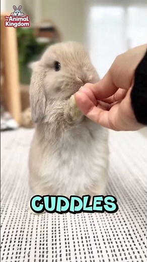 Calmest Rabbit Breeds for First-Time Owners