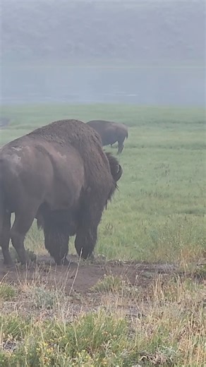 Bison rut in Yellowstone is one of my favorite times of year, usually happening in mid to late August, who has seen it? | T. Lyn Neufeld Photography