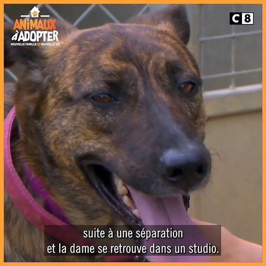 Beaucoup d’émotions suite à l’abandon traumatisant de Molly, à contre-coeur, à découvrir en replay sur myCANAL: https://can.al/AAA 🐾 #AnimauxàAdopter, tous les dimanches à 19h35 sur #C8 ! 😍 | C8
