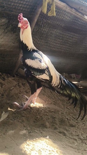 aseel Murga dudhiya Java John Sina