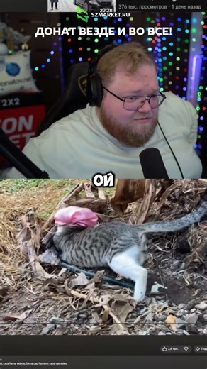 T2x2 and Kitties #t2x2 #twitch #cuts #stream #humor