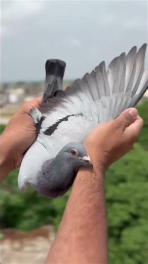Pigeons show #pigeon #kabootar #shorts #shortvideo