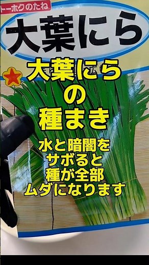 にらの発芽率を9割上げる方法！浸水と遮光をしないと失敗します #水耕栽培 #家庭菜園 #大葉にら #発芽