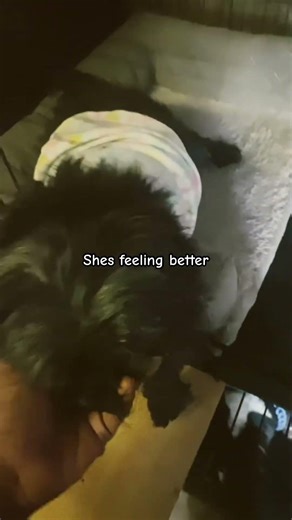 Update with my Betty boop Shes doing a little better ❤️‍🩹 #adorable #petlovers #sprangopaw 🐾