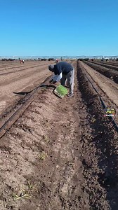 Sergio nos muestra como se siembra la #plantasdetomate #chilecayena | Chicos de campo Oficial