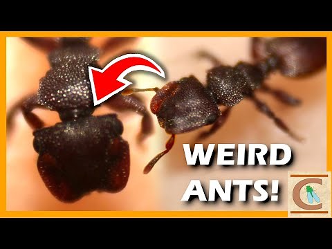 What on Earth is a TURTLE ANT?! - The World's Best Nest Guardians