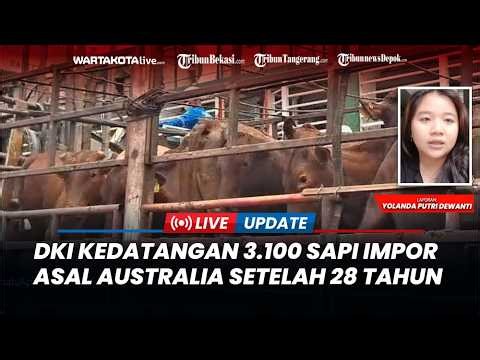 DKI Kedatangan 3.100 Sapi Impor Asal Australia Setelah 28 Tahun, Stok Aman Hingga Lebaran