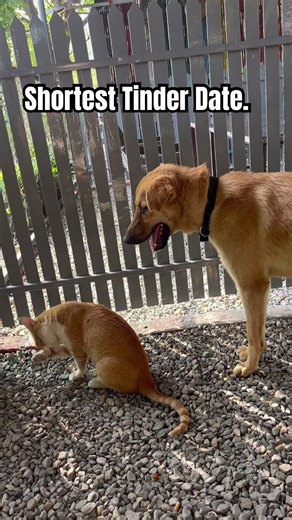 Shortest Tinder Date ever. Pet videos. #funny #pets #dog #cat #comedy