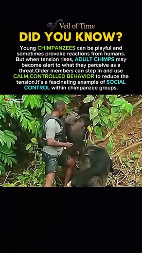 Adult Chimps Can Step In When Young Chimps Cause Trouble #history #facts
