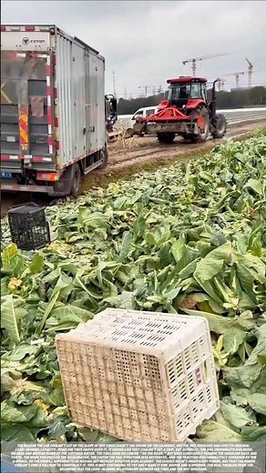 Explanation of fatal load-bearing failure of soft, wet road shoulders