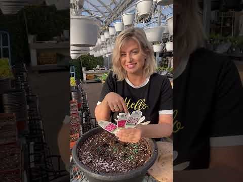 Planting Tutorial: Petunia, Supertunia Vista Mix