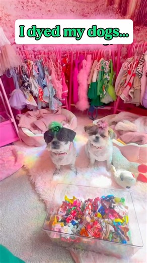 👉 Bibbidi Bobbidi Boo… I Dyed My Dogs 💖💚 (Pet Safe Transformation)
