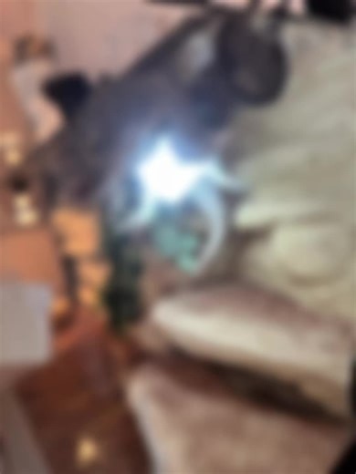 #foryoupage #foruyou #fyp #exotic #animal