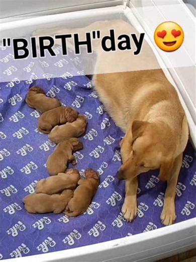 1 day old Labrador puppies! Blessed beyond measure with 7 perfect baby pups 🐾❤️🐾 #newbornpuppies