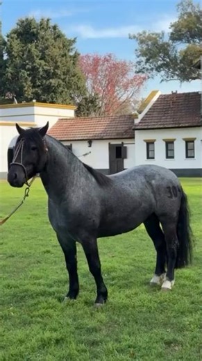 Amazing Facts About The Criollo Horse Breed #horse #shorts