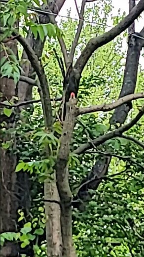 Red-bellied Woodpecker Drilling: A Closer Look