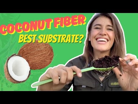 Coconut Fiber. Is it a GOOD Reptile Substrate and How To Use It Correctly