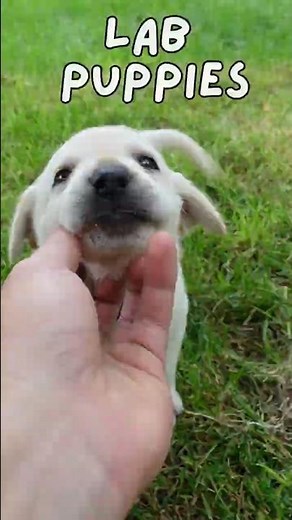 Labrador Yellow Lab Puppy 🐾 #labpuppies