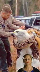 Wildlife OFficials Saving an Eagle Trapped by a Python
