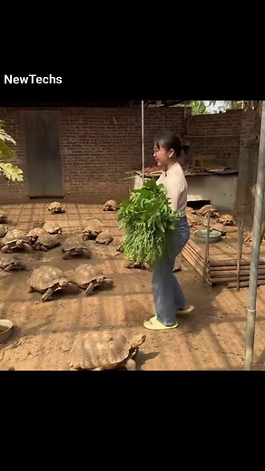 Turtle 🐢 Farming #turtle #Farming #Cute | New Techs