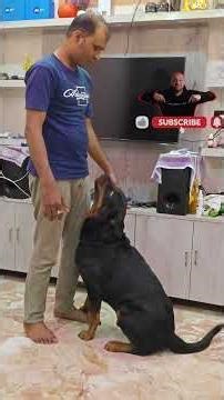 tiger ko Bahar ghumne jana hai 💦🦴#funny #pets #rottweiler