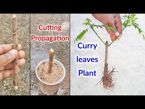 How To Grow Curry leaves Plant | Curry Leaf Plant | From Cuttings | Propagation | At Home