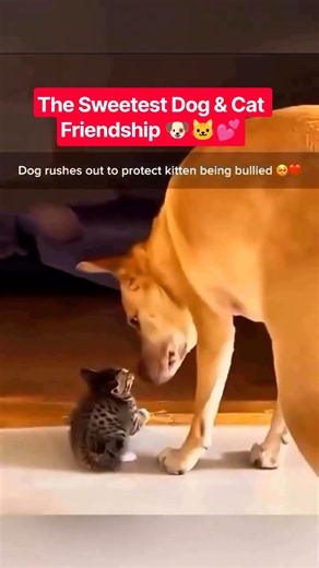 The Sweetest Dog & Cat Friendship 🐶🐱💕 #funnycatanddogs #catcare #dogcare #funnypets