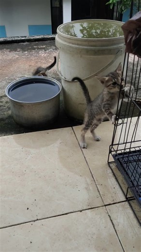 Kelik dan Kiluk | Kreator Turki