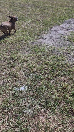 these two hate birds sneaking into their chickens coop! #trending #birdsoftiktok #chickensoftiktok #mlkday #frenchie