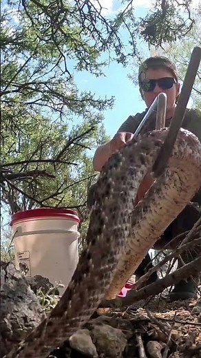 Releasing a pair of Western Diamondback Rattlesnakes